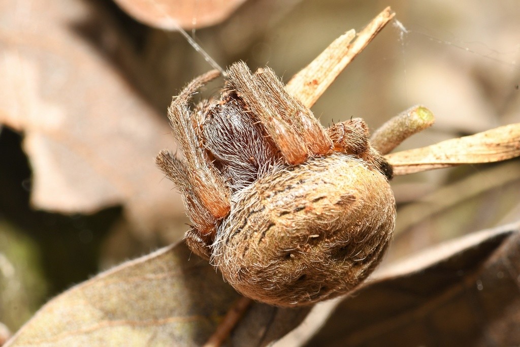 Arañas tejedoras manchadas (Neoscona)