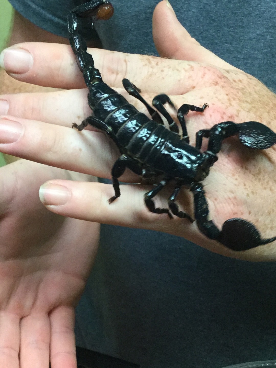 Toothed scorpions (Diplocentrus)