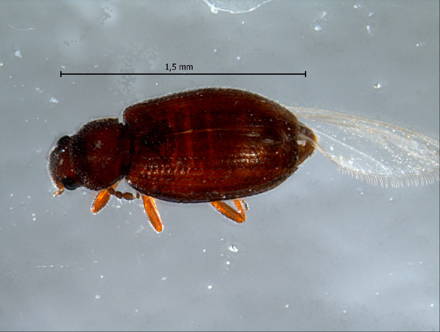 Cortinicara (Cortinicara)