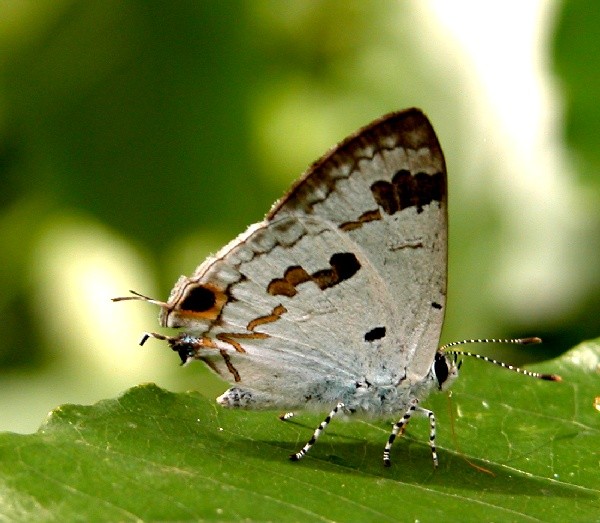 Chliaria (Chliaria)