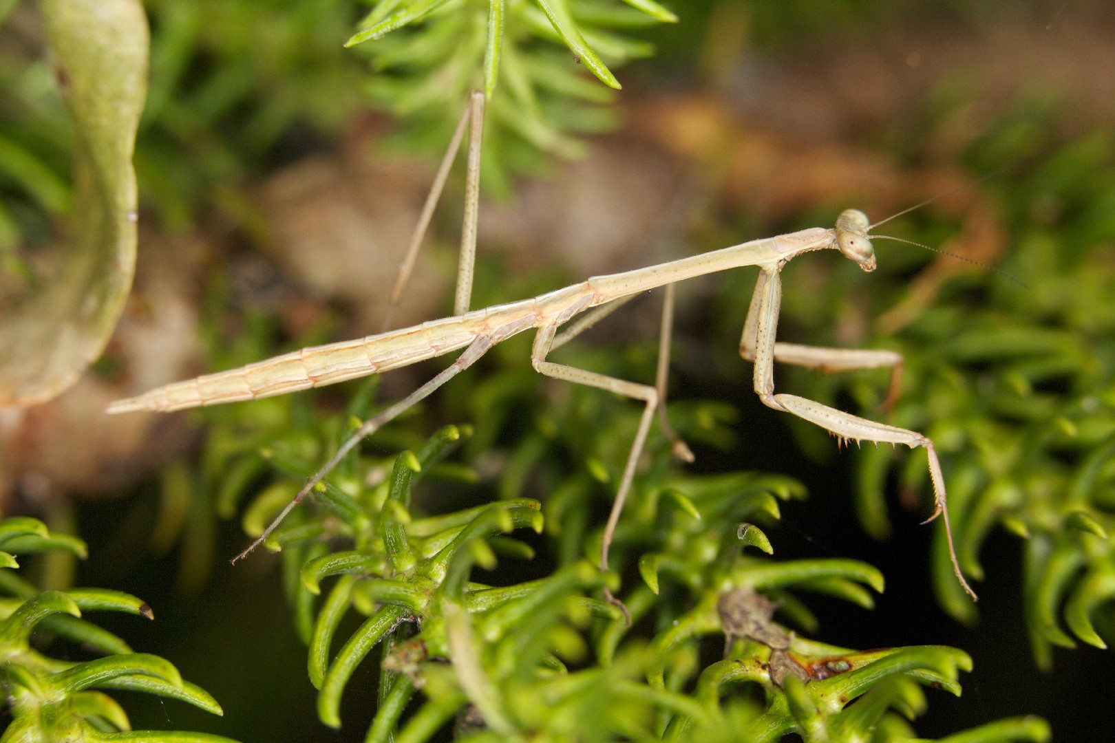 Australian grass mantises (Archimantis)