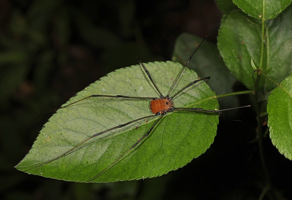 Arañas patonas (Leiobunum)