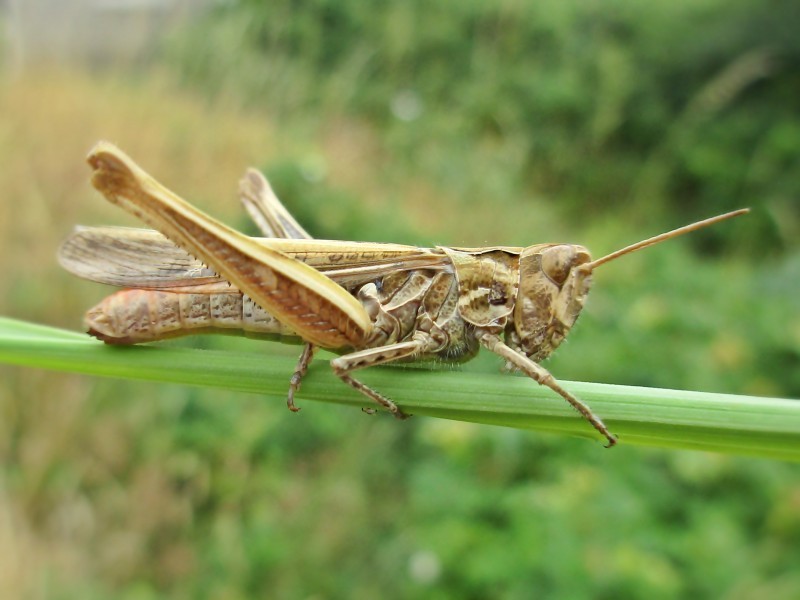 ヒナバッタ (Chorthippus biguttulus) - Picture Insect