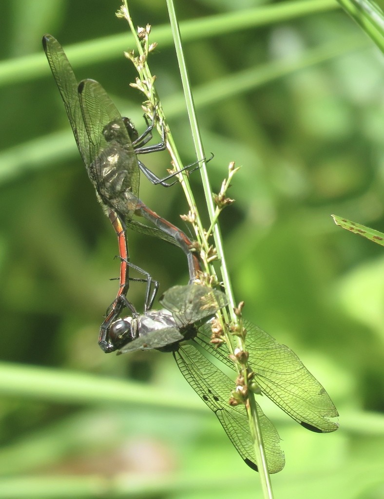 Orthemis cultriformis