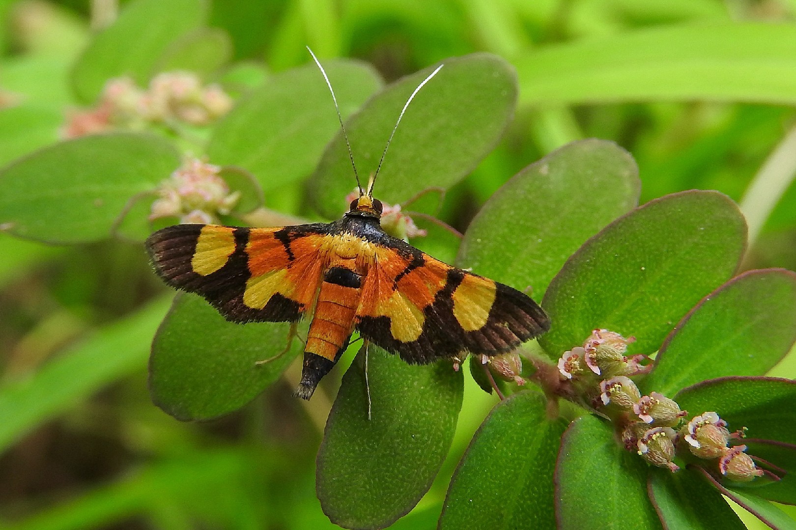 Aethaloessa (Aethaloessa)