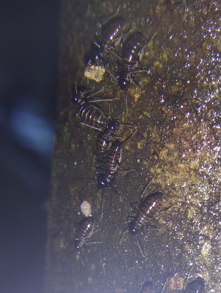 Hospitalitermes (Hospitalitermes)