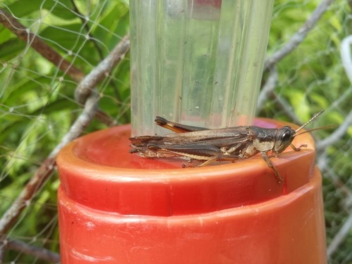 Sharptails (Stenocatantops)