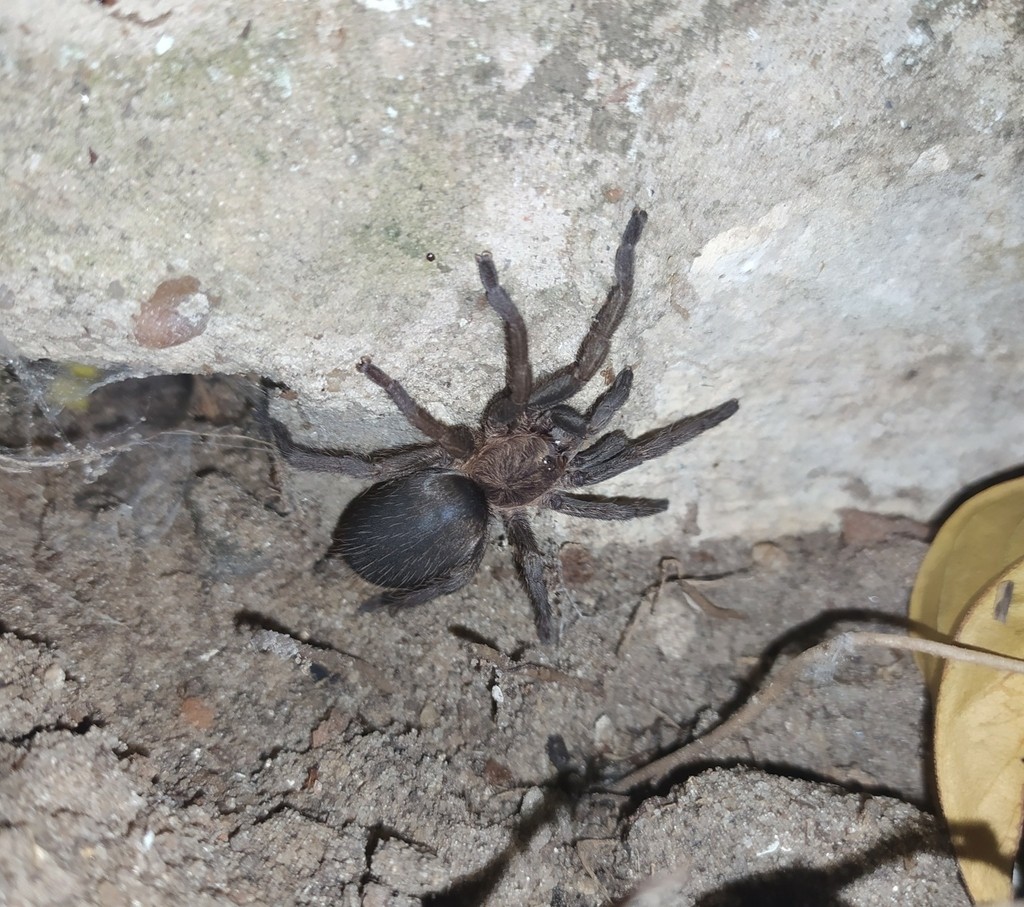 Exilis bronze tarantula