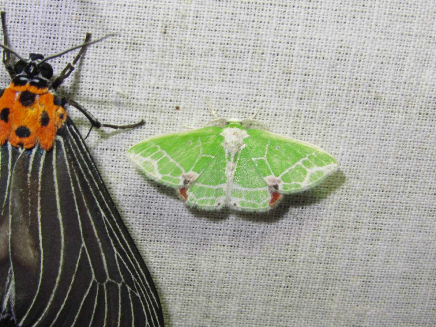 Protuliocnemis (Protuliocnemis)