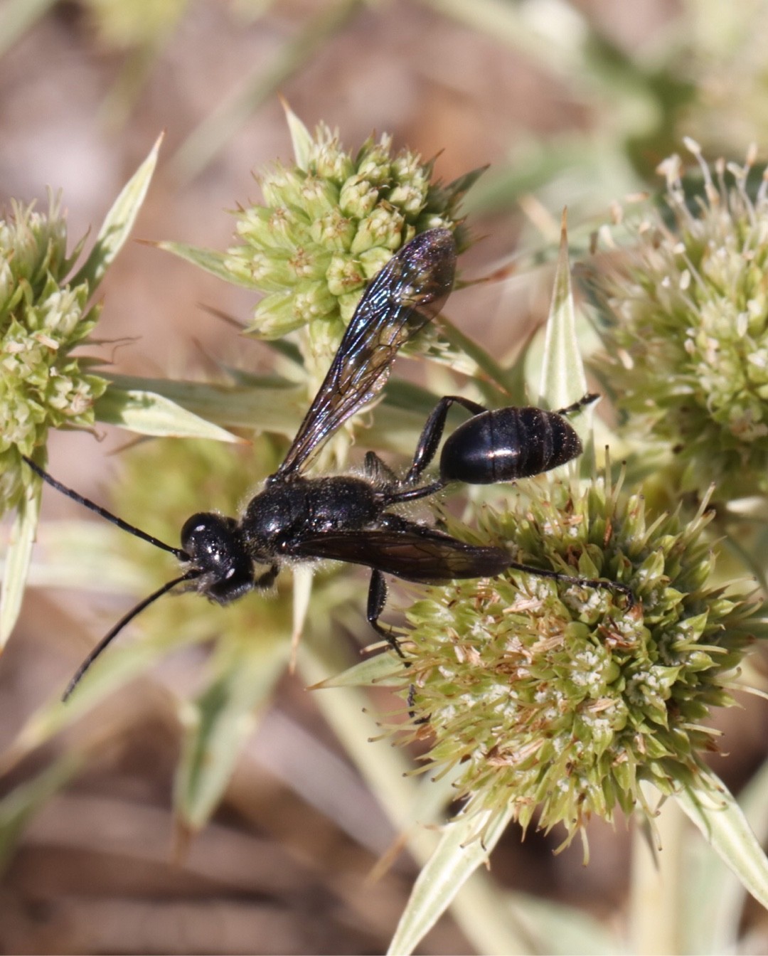 扁股泥蜂屬 (Isodontia)