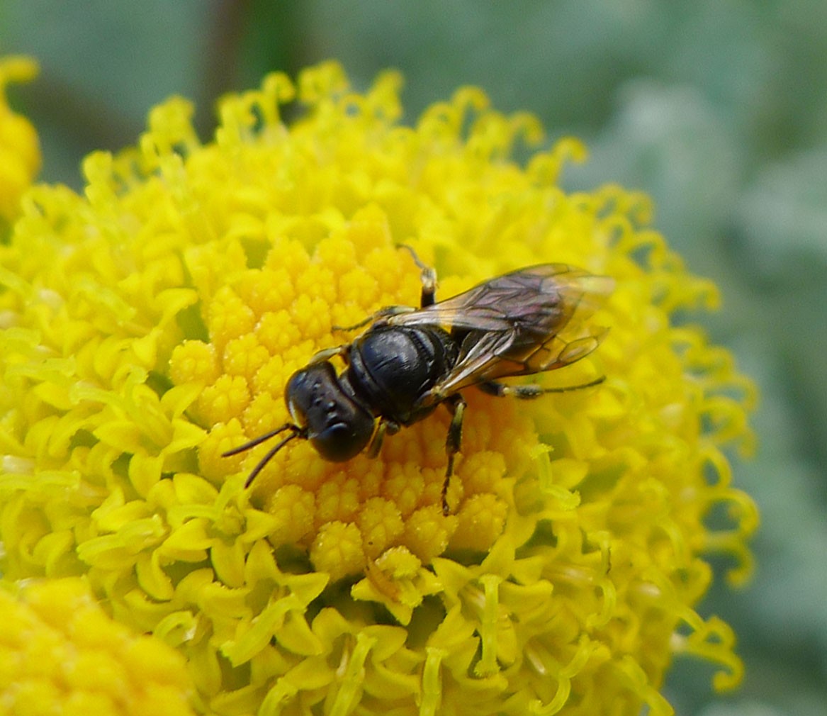 Lindenius (Lindenius)