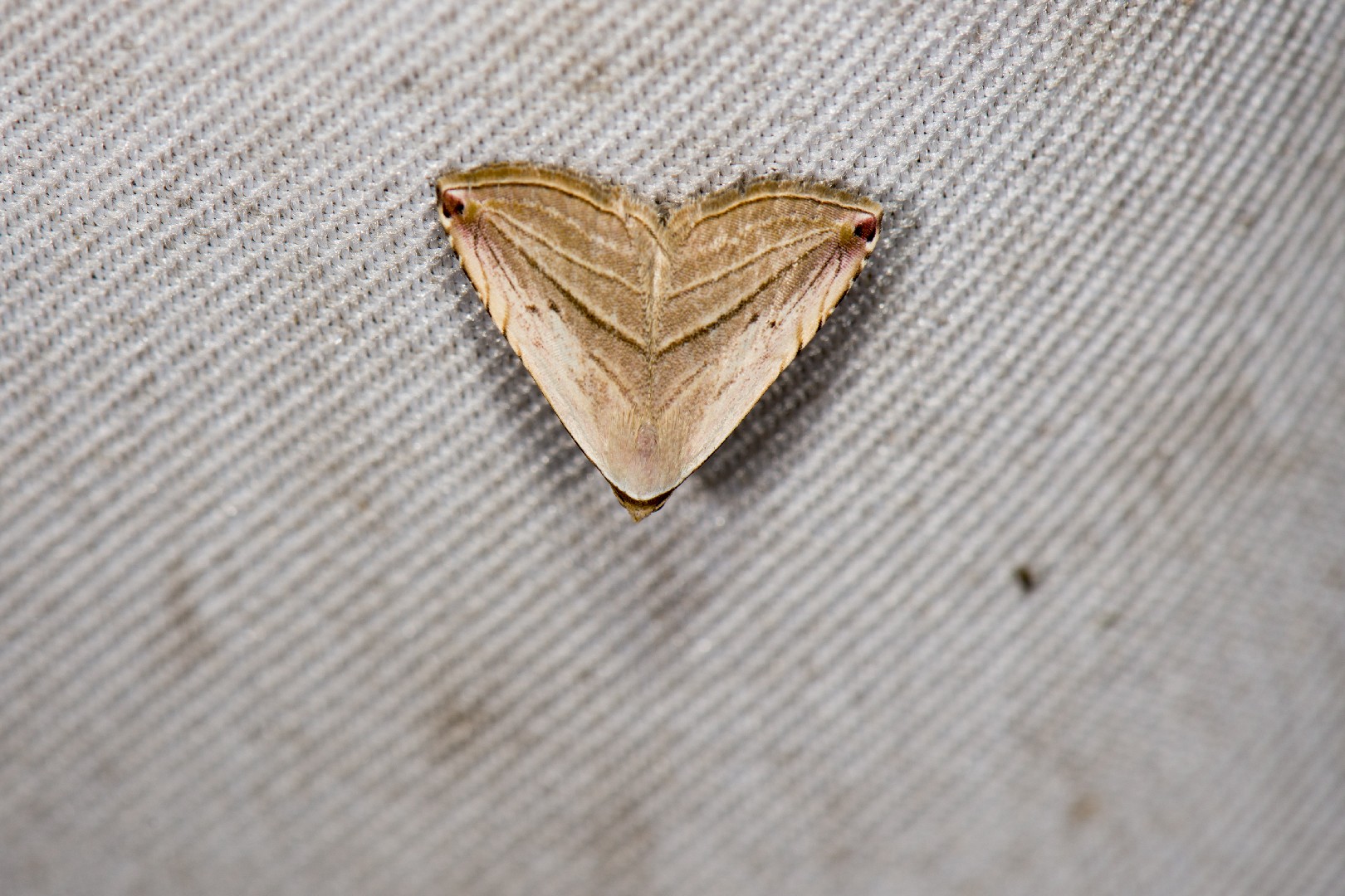 Honeyania (Honeyania)