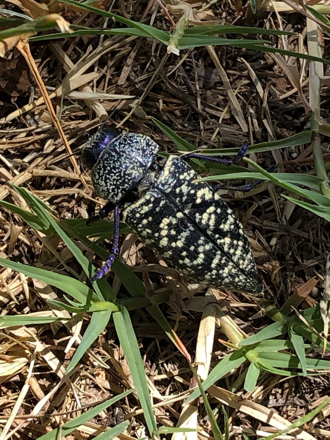 Lampetis drummondi (Lampetis drummondi) Picture Insect