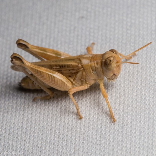 Oedaleonotus (Oedaleonotus)
