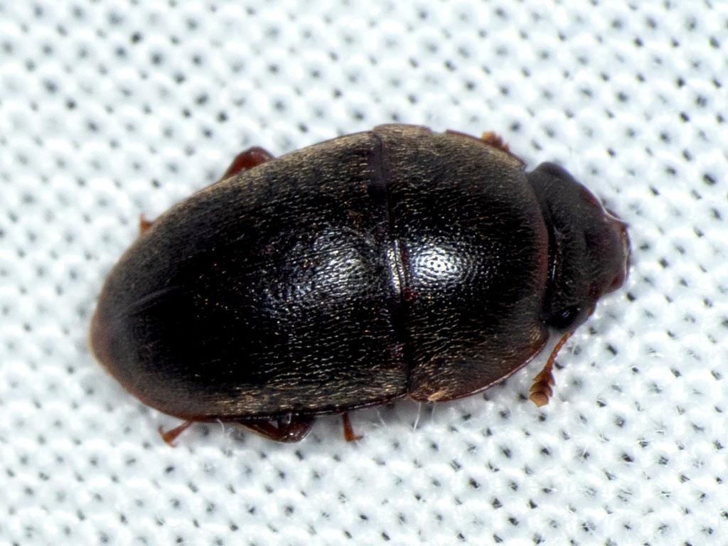 Cryptarcha (Cryptarcha)