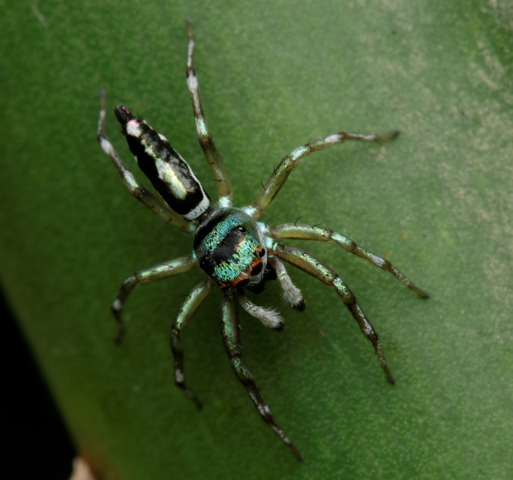 Cosmophasis (Cosmophasis) Picture Insect