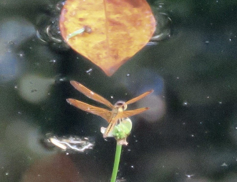 Golden amberwing