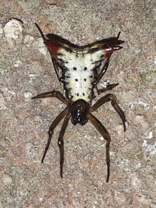 Micrathena plana
