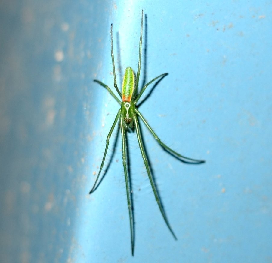 Stretch spiders (Tetragnatha)