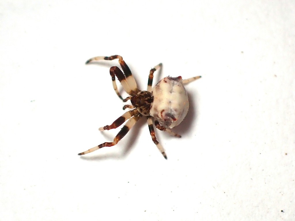 Bird dropping spider