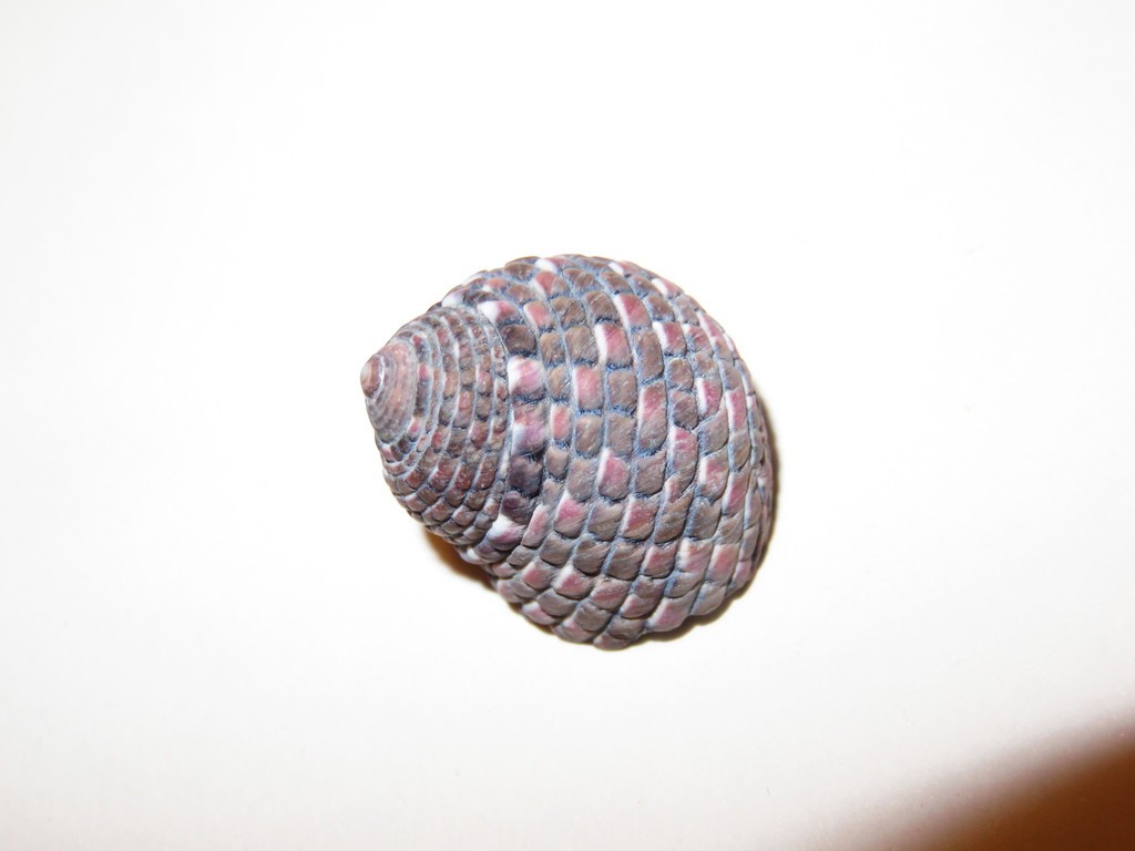 Monodonta confusa (Monodonta confusa) Picture Insect