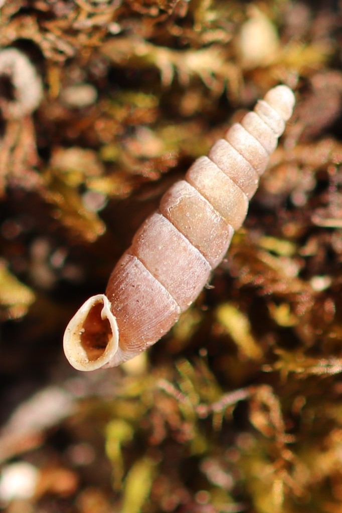 Щеминки (Clausilia)