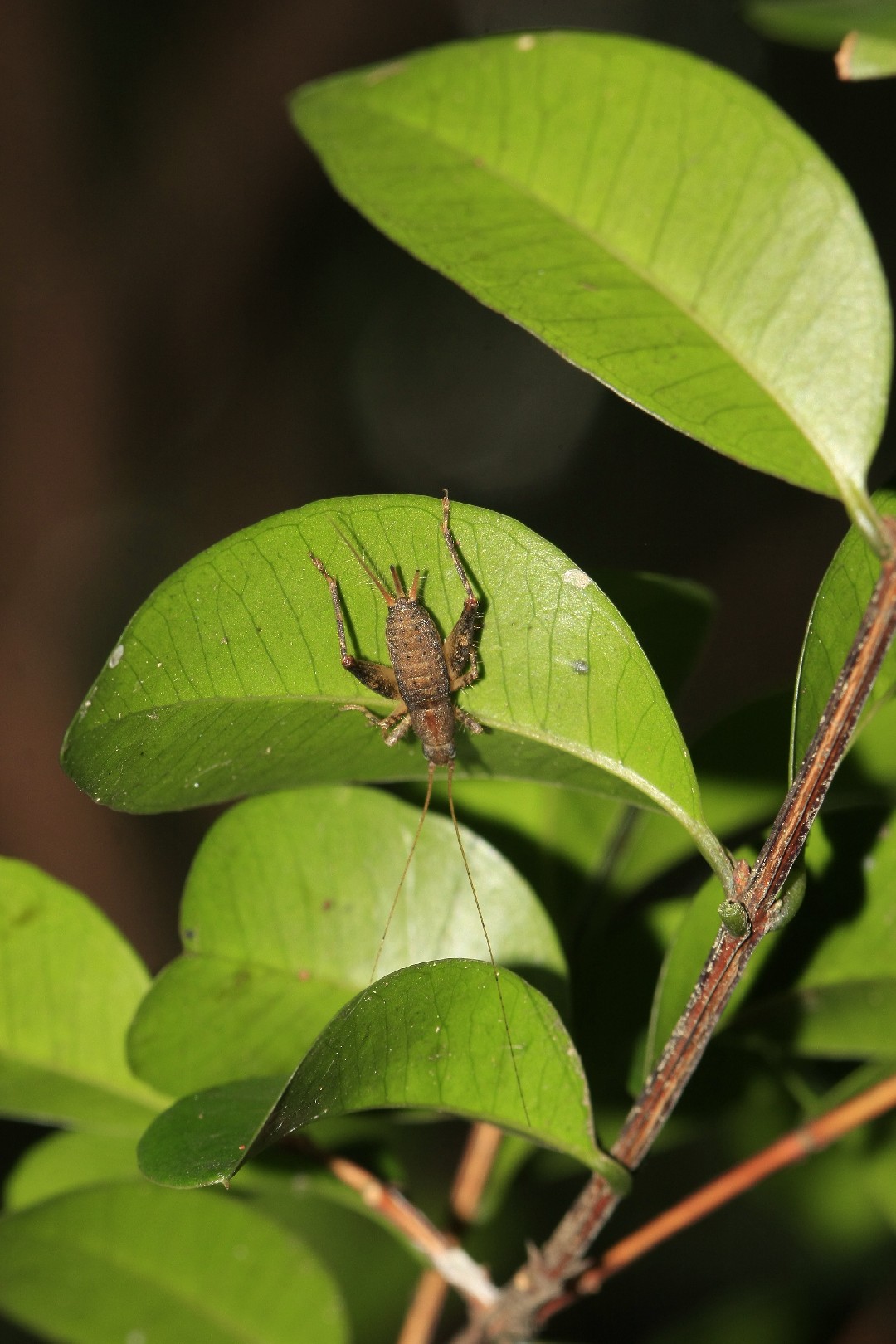 奧蟋屬 (Ornebius)