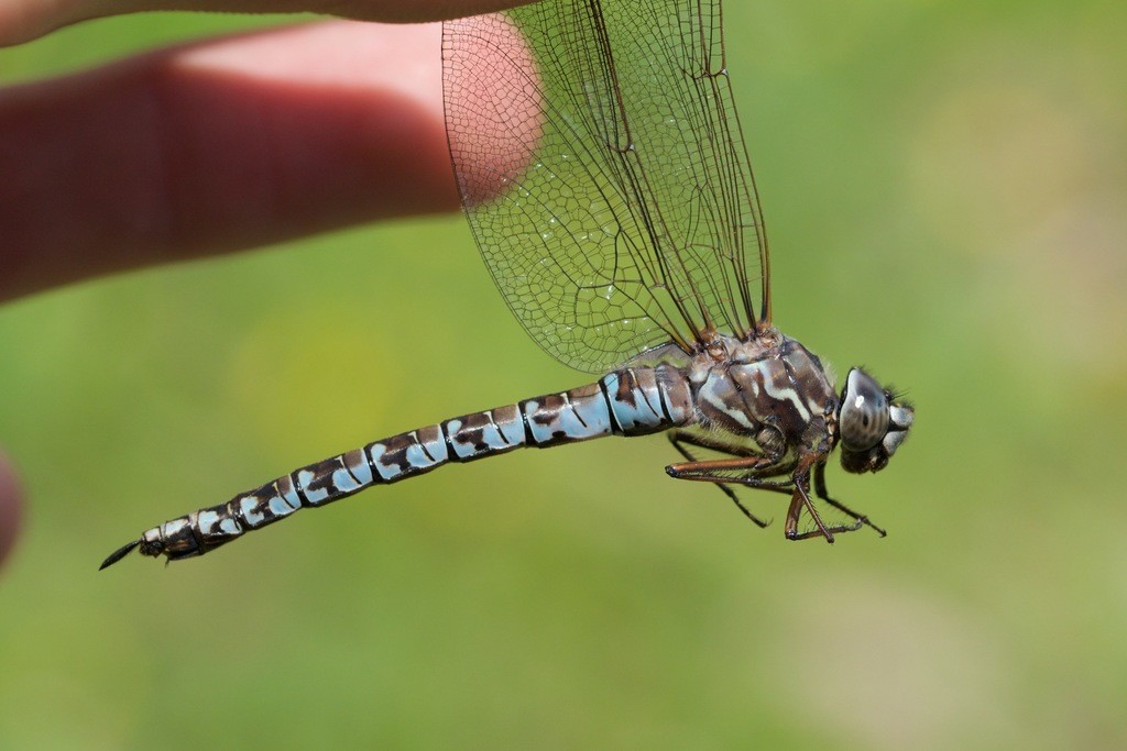 Aeshna sitchensis (Aeshna sitchensis) Picture Insect