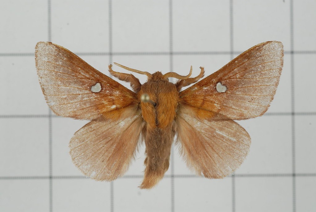 Somadasys (Somadasys) Picture Insect