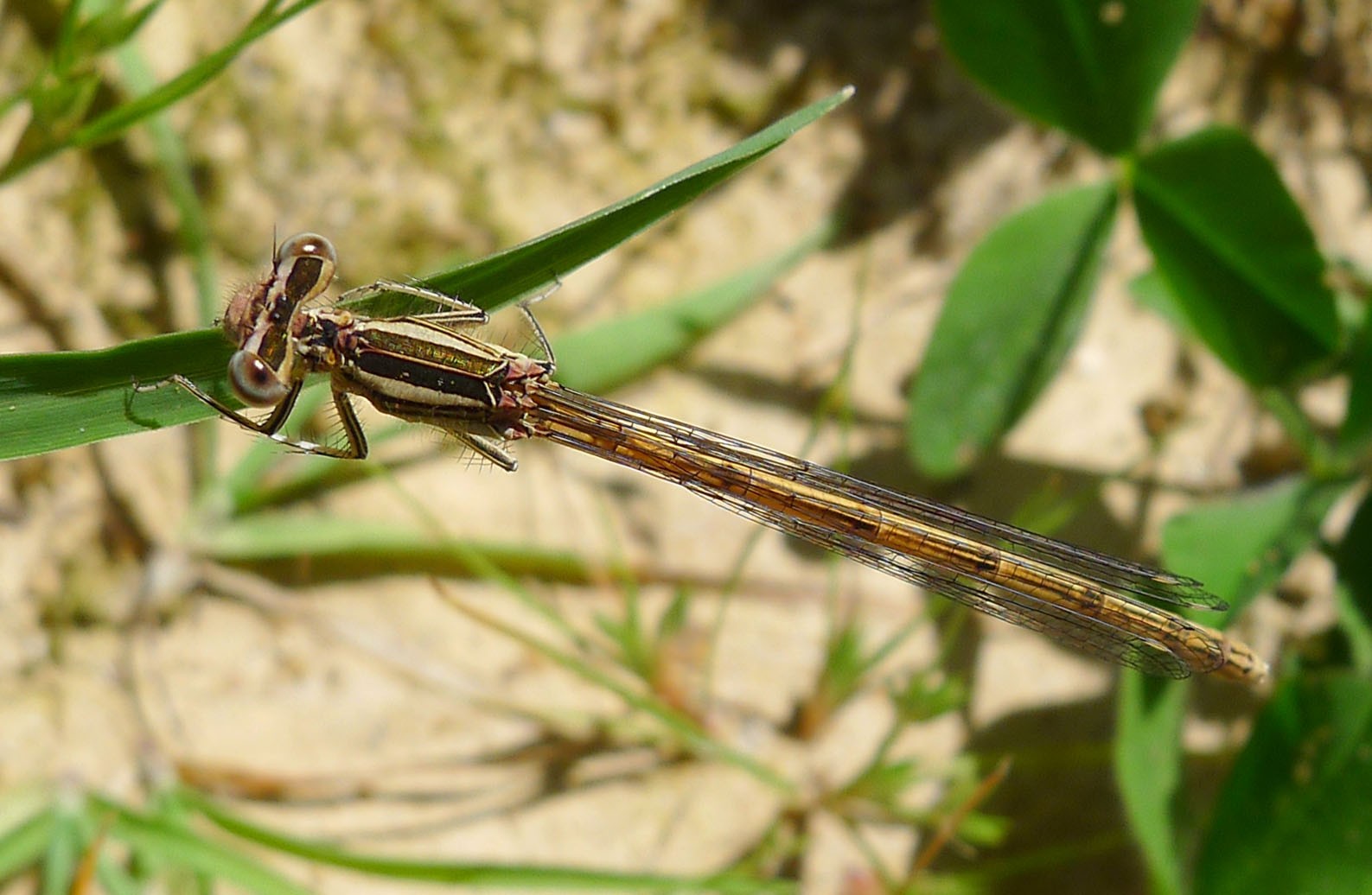 Platycnemis (Platycnemis) Picture Insect