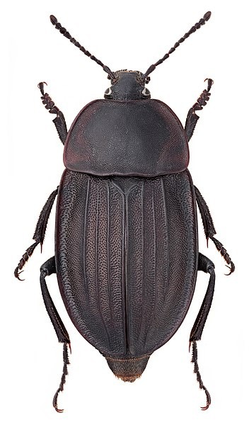 Silpha carinata (Silpha carinata) Picture Insect