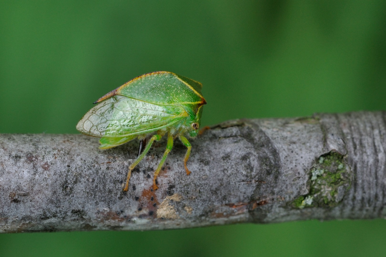 Stictocephala (Stictocephala) Picture Insect