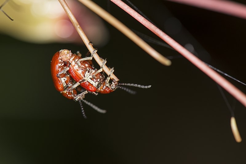 Lilioceris (Lilioceris) Picture Insect