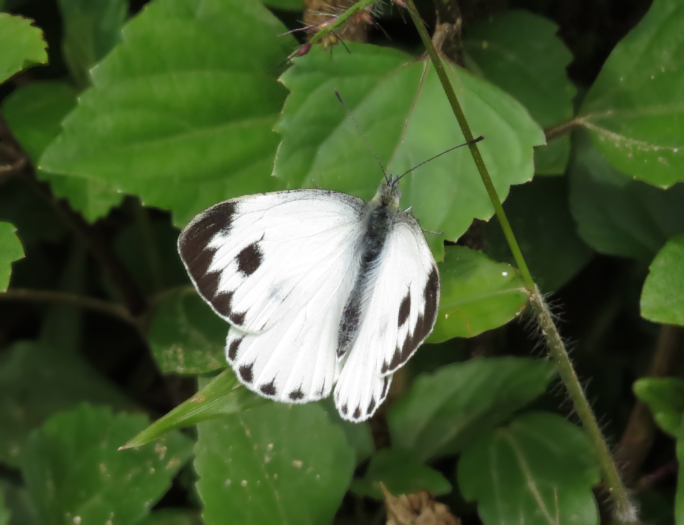Pieris canidia (Pieris canidia) - Picture Insect