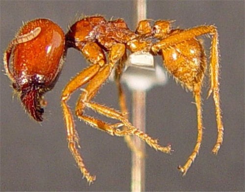 Labidus (Labidus) Picture Insect