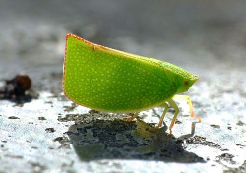 Siphanta acuta (Siphanta acuta) Picture Insect