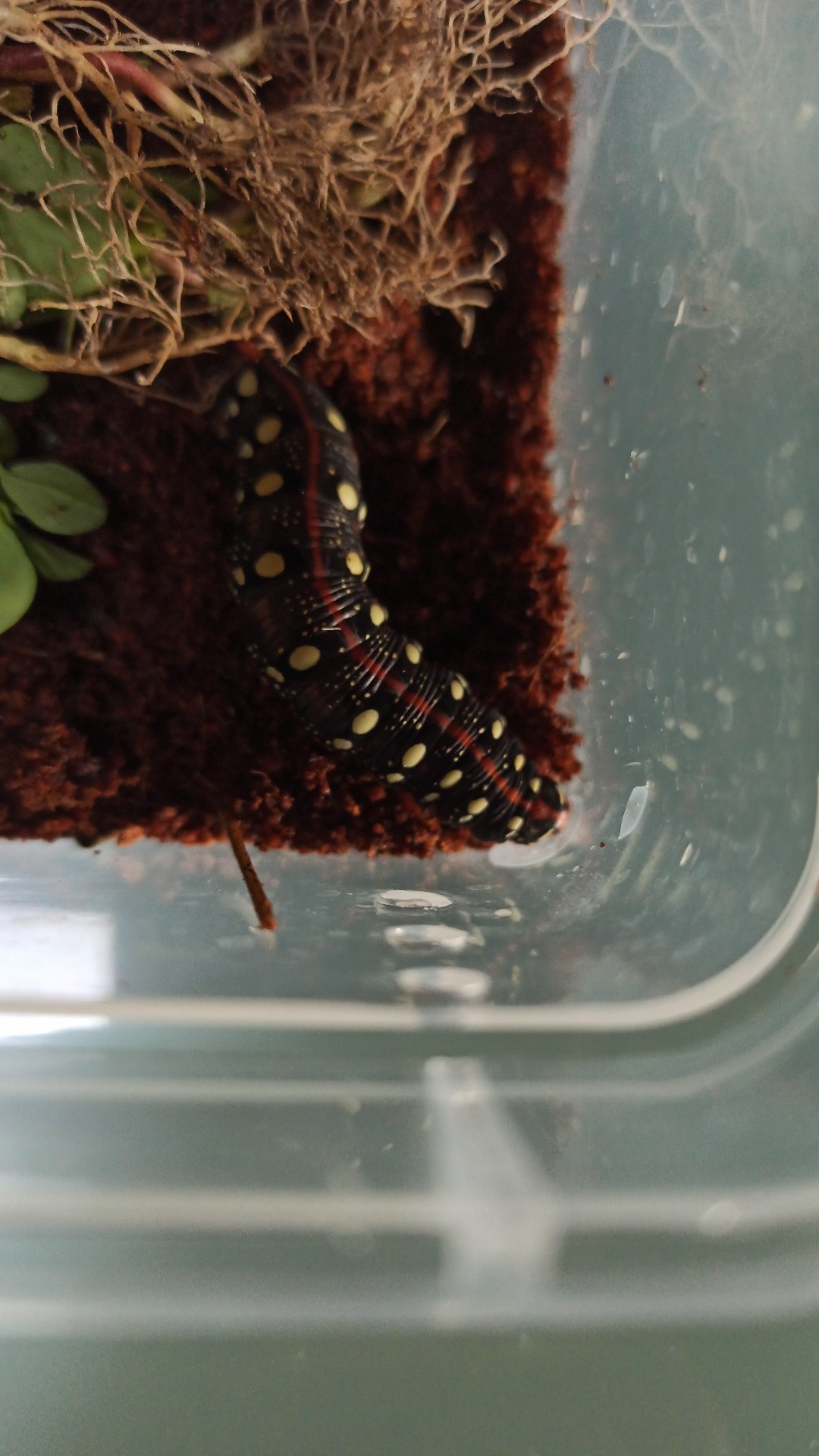 Cheirolasia (Cheirolasia)