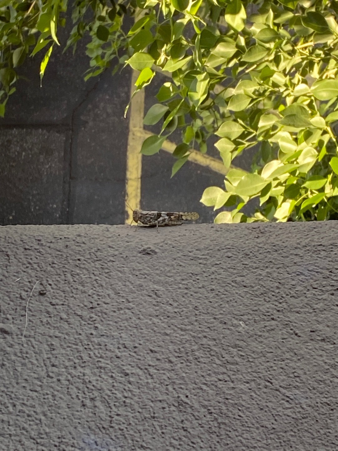 Pelochrista (Pelochrista)