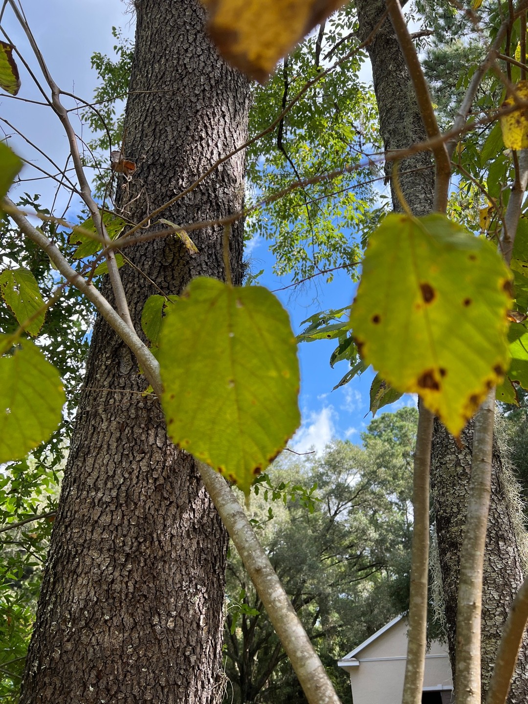 Caryomyia (Caryomyia)