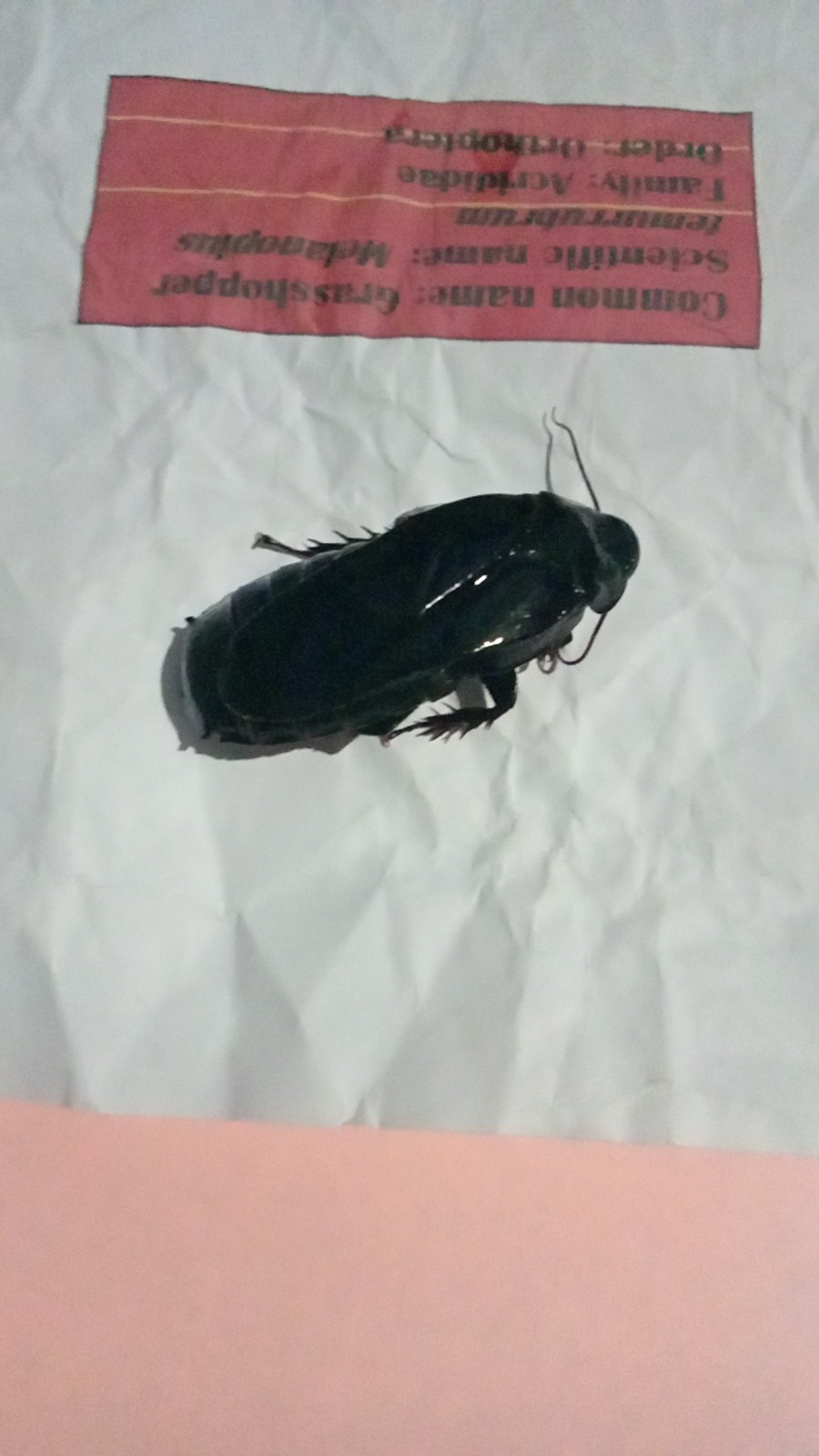 Panesthia (Panesthia) Picture Insect