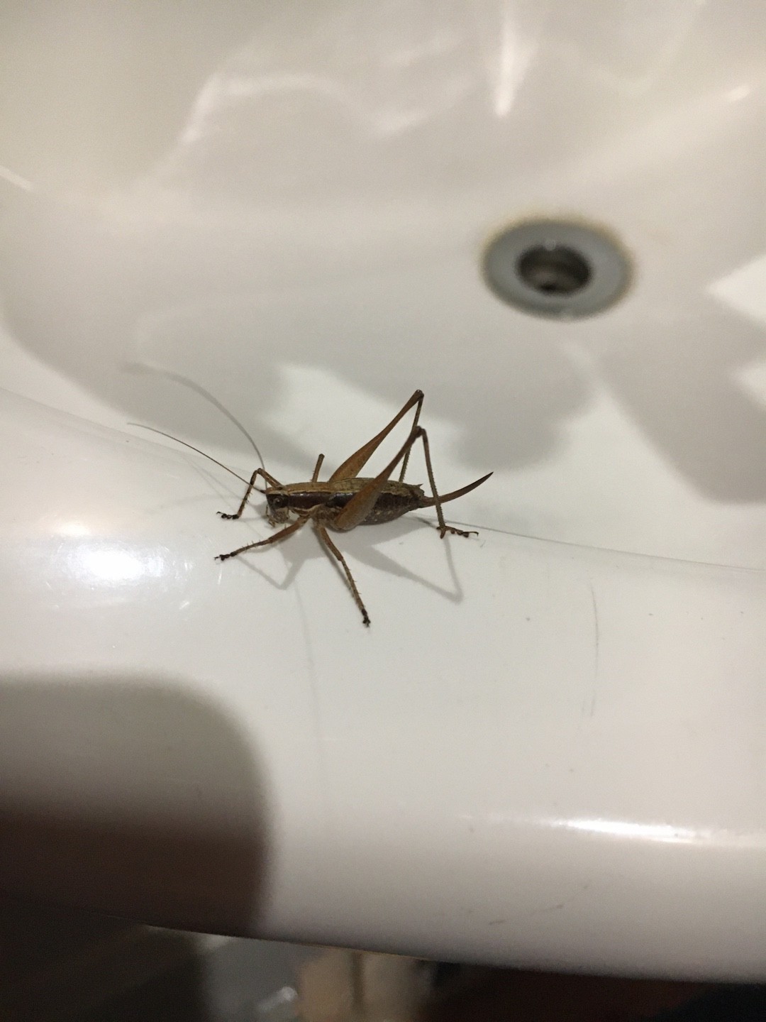 Yersinella (Yersinella)