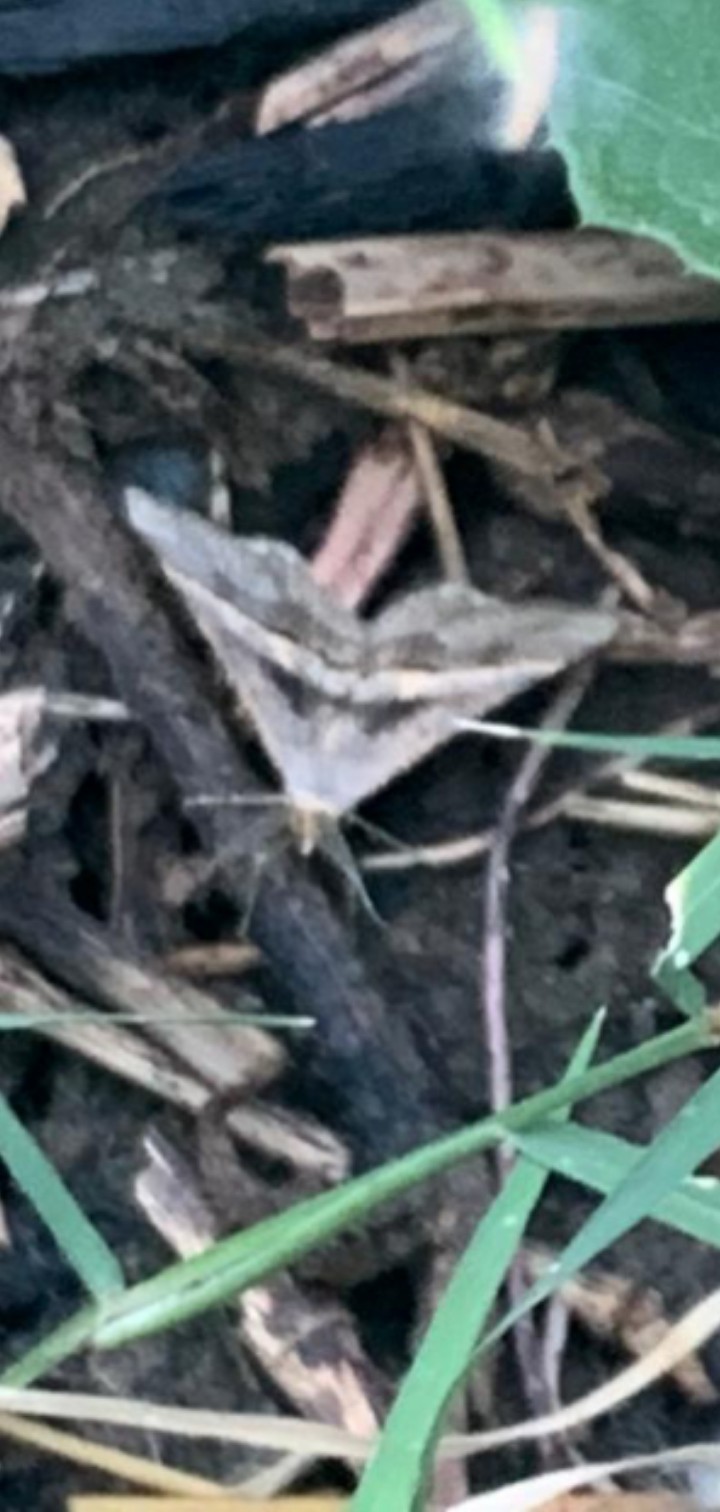 Acantholipes (Acantholipes)