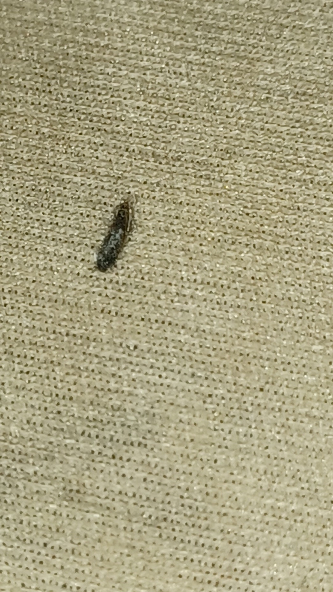 Erasmoneura (Erasmoneura)