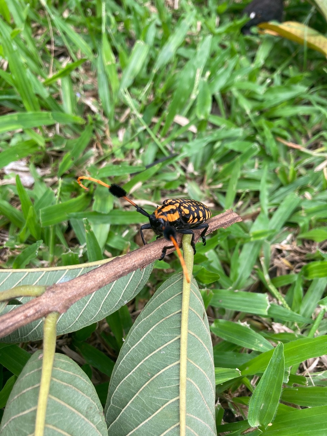 Weevil (Brachycerus)
