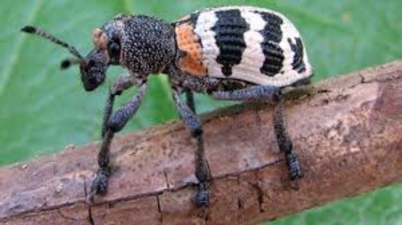 Cryptorhynchus (Cryptorhynchus)