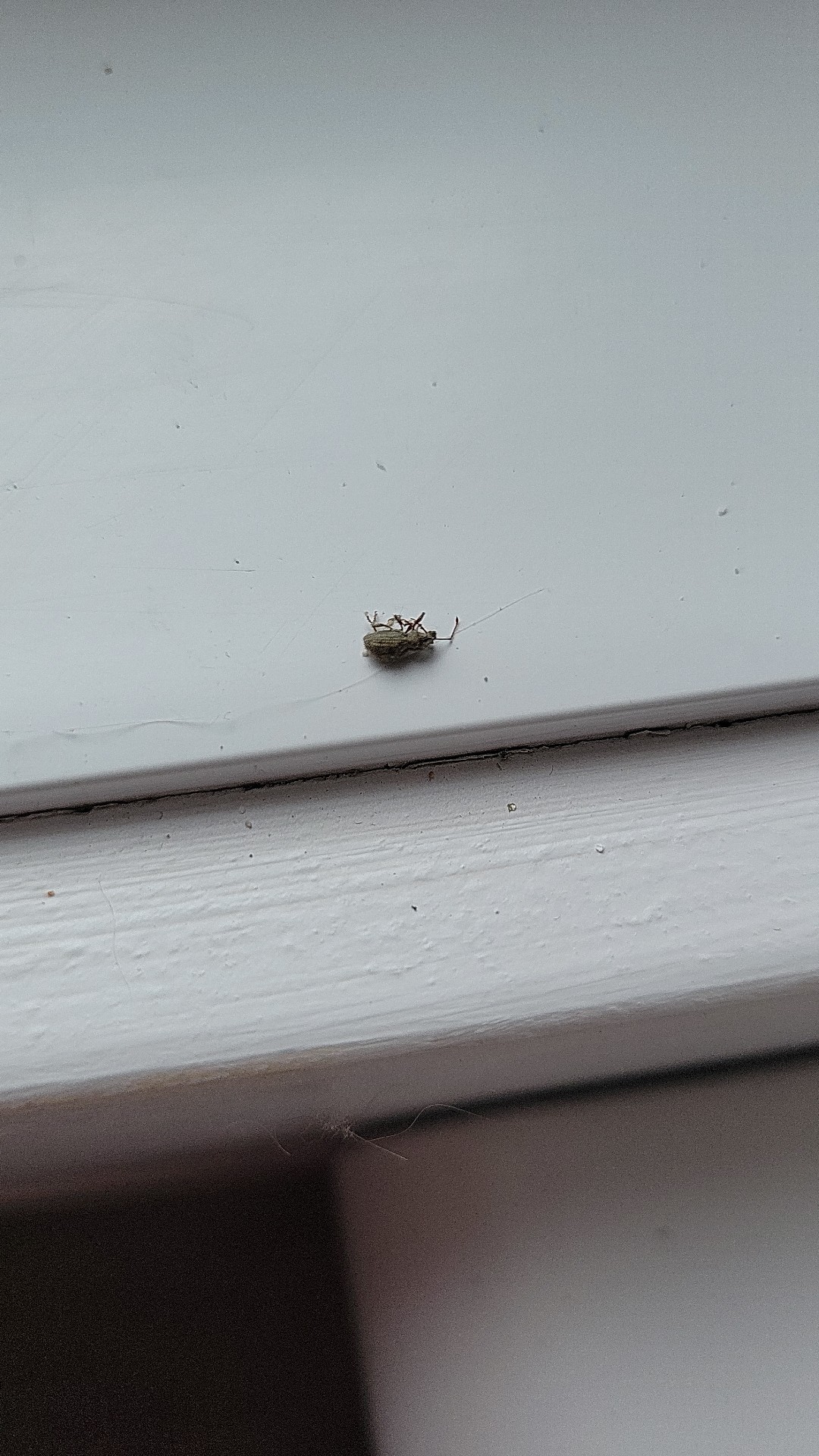 Calomycterus (Calomycterus)