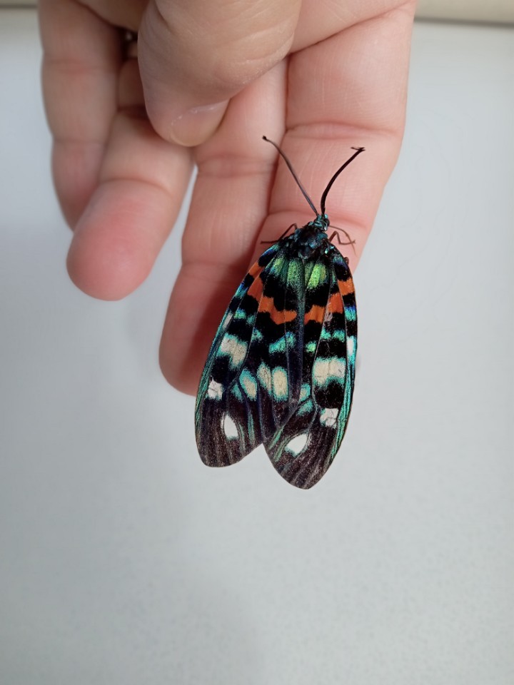 Erasmia pulchella (Erasmia pulchella) Picture Insect