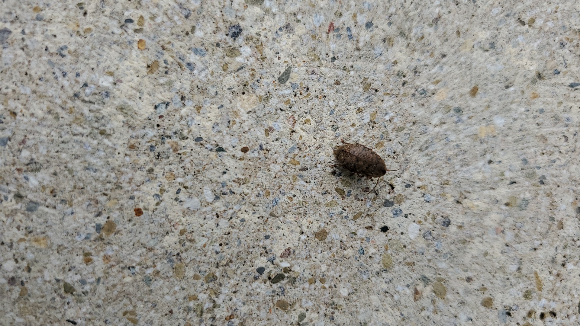 Amblycerus (Amblycerus)