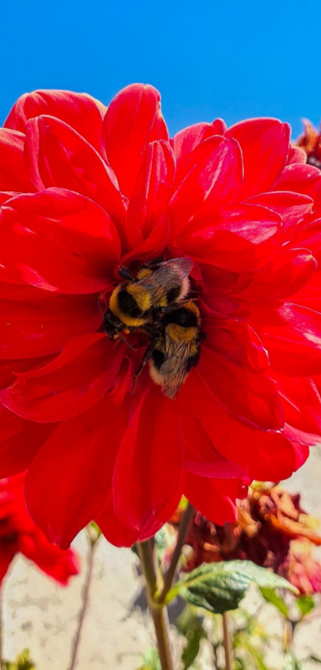 Large garden bumblebee