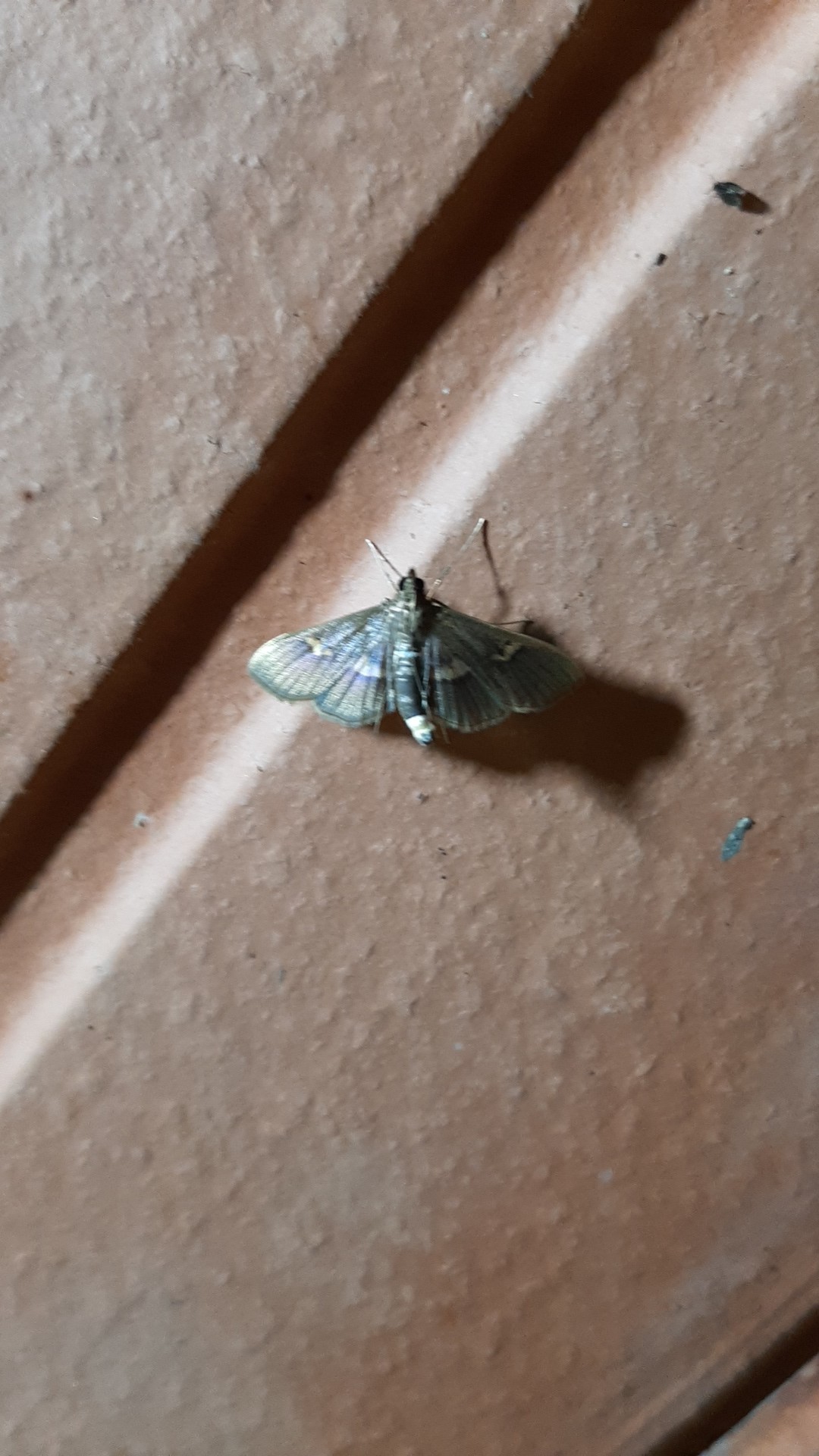 Apilocrocis (Apilocrocis)